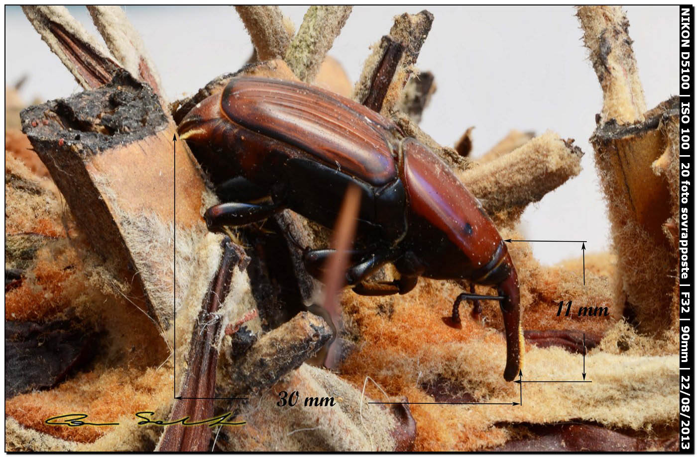 Rhynchophorus ferrugineus, esemplare morto (Olivier, 1790)